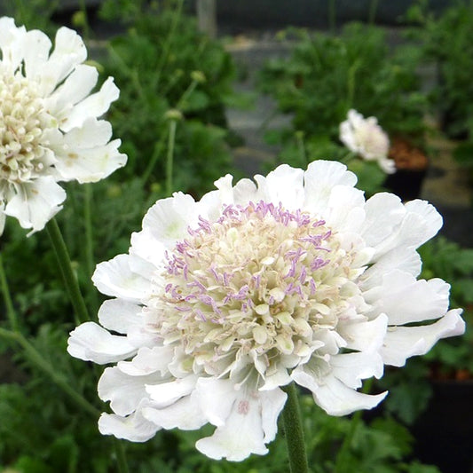 Scabiosa 'Kudo White'