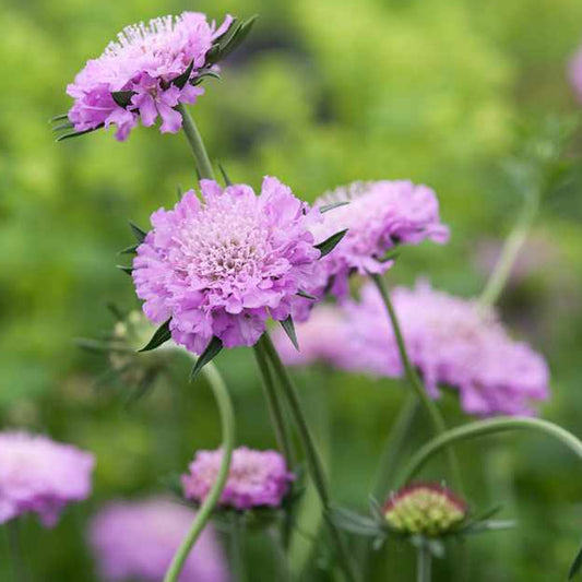 Scabiosa 'Kudo Pink'