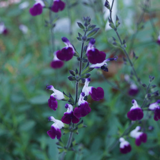 Salvia 'Amethyst Lips'