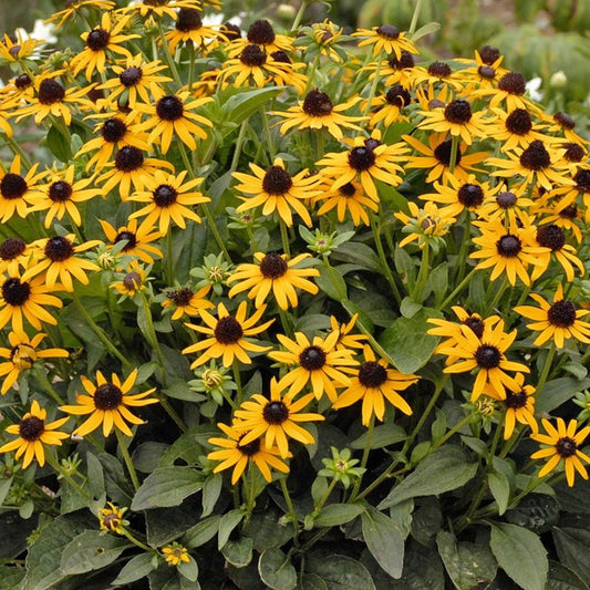 Rudbeckia 'Little Goldstar'