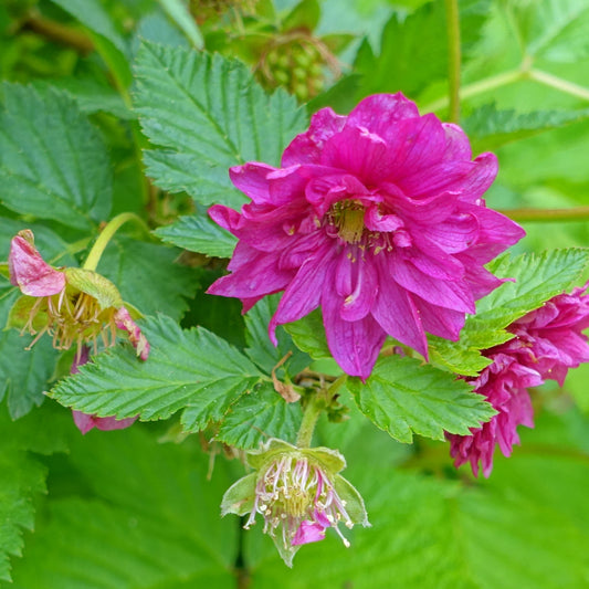 Rubus 'Olympic Double'