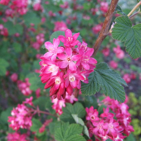 Ribes 'Pulborough Scarlet'