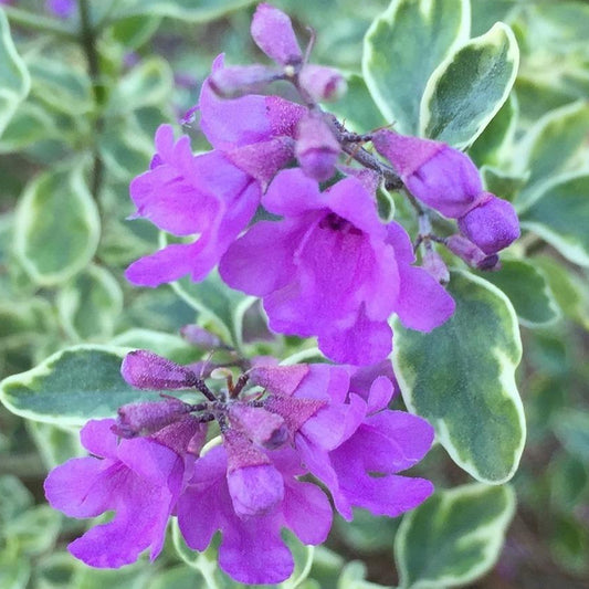 Prostanthera 'Variegata'