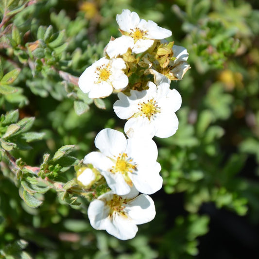 Potentilla 'Bella Bianca'