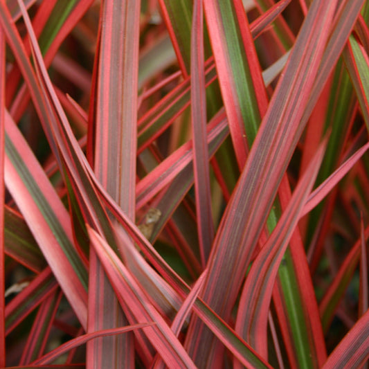 Phormium 'Joker'