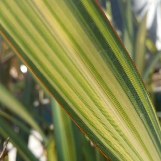 Phormium 'Apricot Queen'