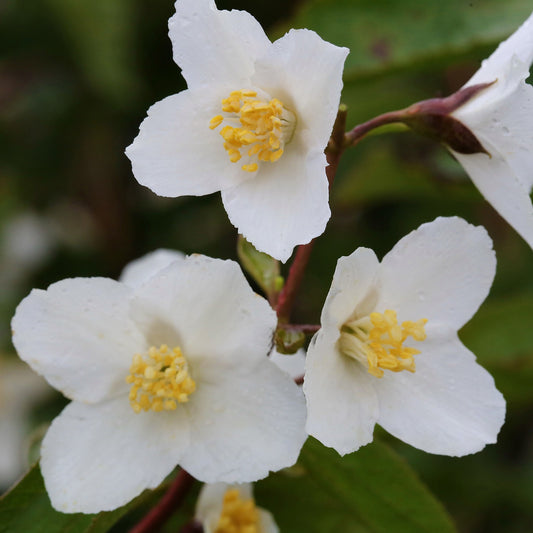 Philadelphus 'Starbright'