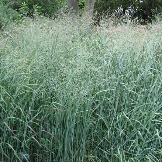 Panicum 'Heavy Metal'