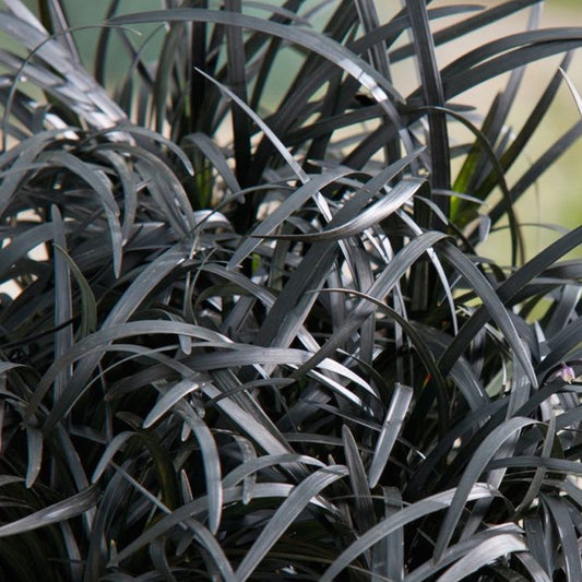 Ophiopogon 'Black Beard'