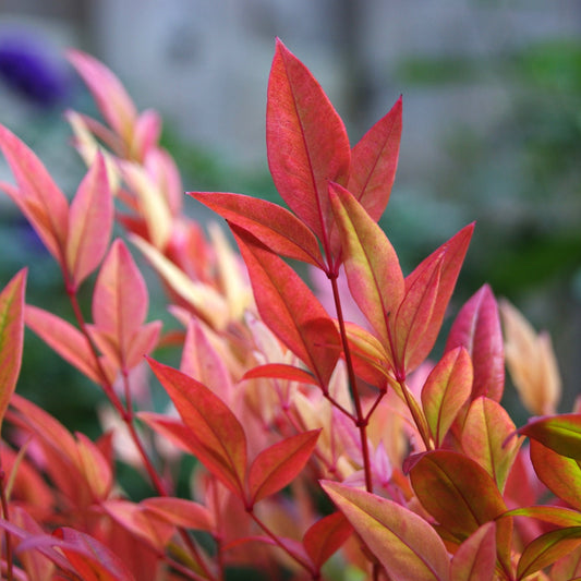 Nandina 'Sunset Boulevard'