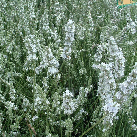 Lavandula 'Edelweiss'