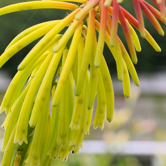 Kniphofia 'Rufa Rasta'