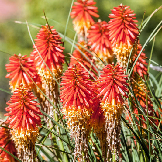 Kniphofia 'Papaya Popsicle'