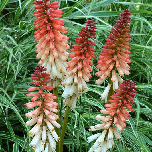 Kniphofia 'Orange Vanilla Popsicle'