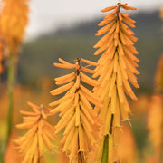 Kniphofia 'Mango Popsicle'