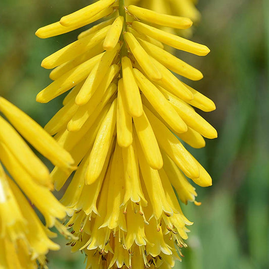 Kniphofia 'Lemon Popsicle'