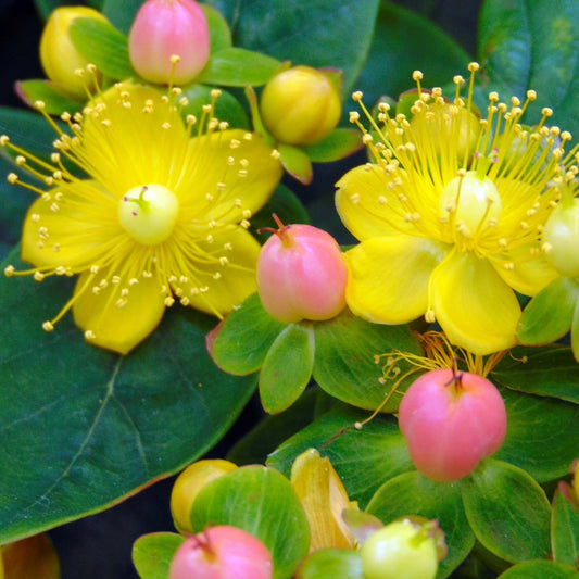 Hypericum 'Magical Lightning'