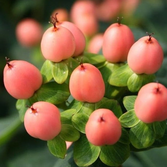 Hypericum 'Magical Innocence'