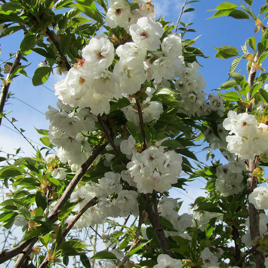 Prunus 'Shirotae'