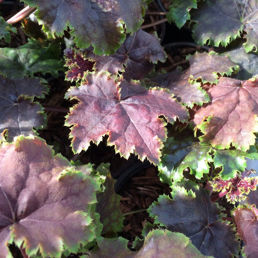 Heuchera 'Chocolate Limes'