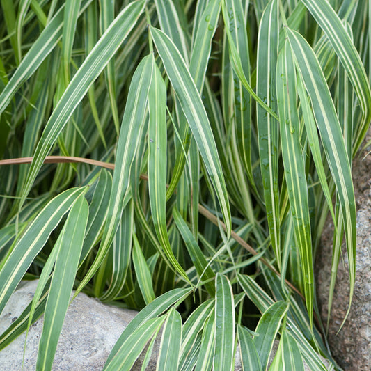 Hakonechloa 'Albostriata'