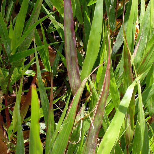 Hakonechloa 'Nicolas'