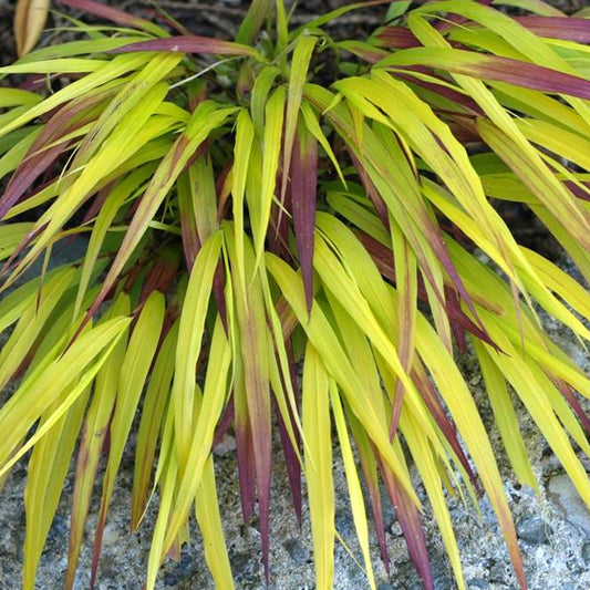 Hakonechloa 'Sunflare'