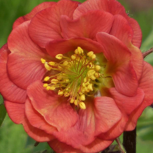 Geum 'Flames of Passion'