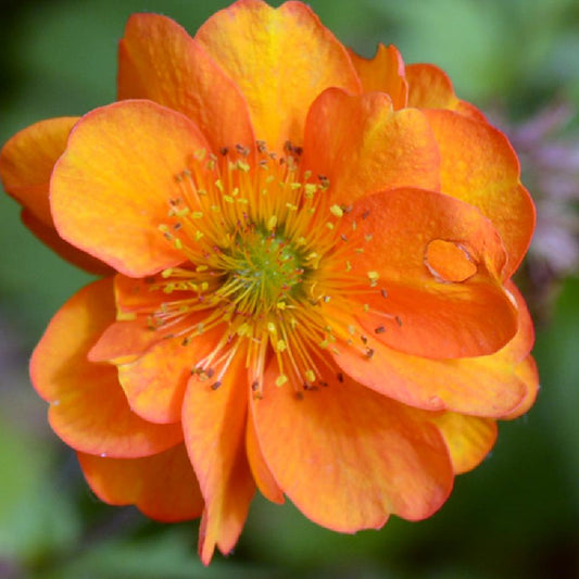 Geum 'Fire Storm'