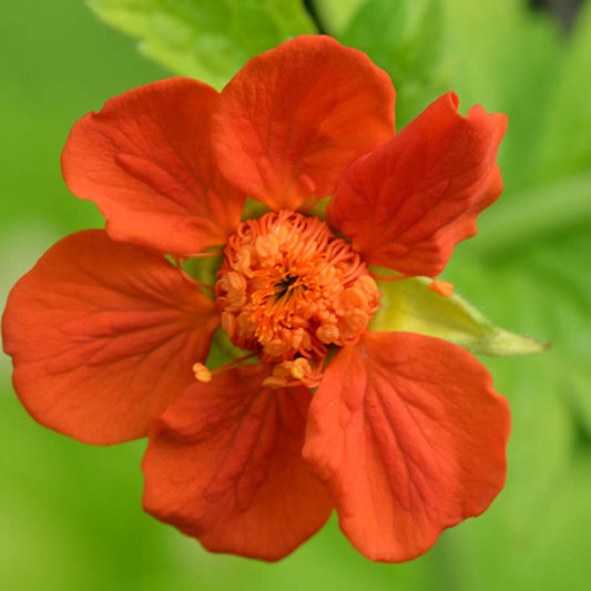 Geum 'Eos'