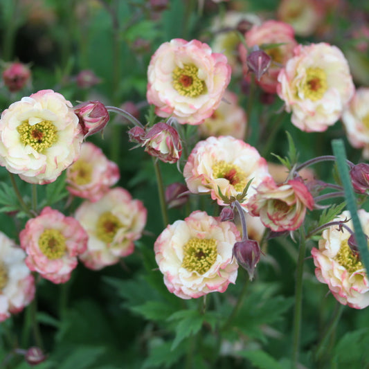 Geum 'Cosmopolitan'