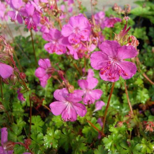 Geranium 'Westray'