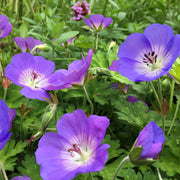 Geranium 'Rozanne'