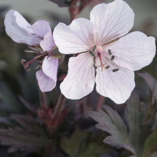 Geranium 'Purple Ghost'