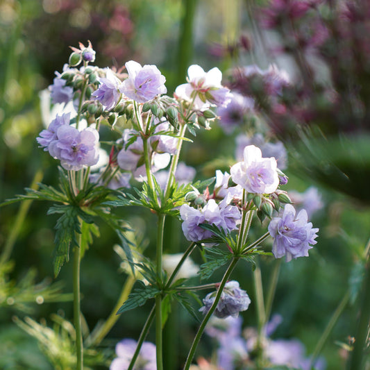 Geranium 'Cloud Nine'