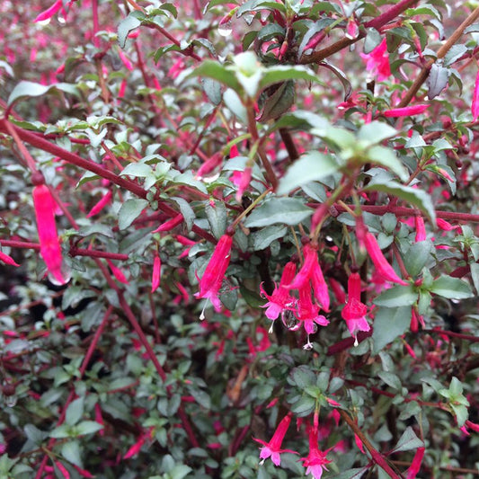 Fuchsia 'Silver Lining'