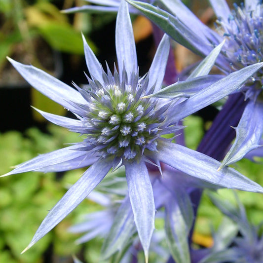 Eryngium 'Picos Blue'