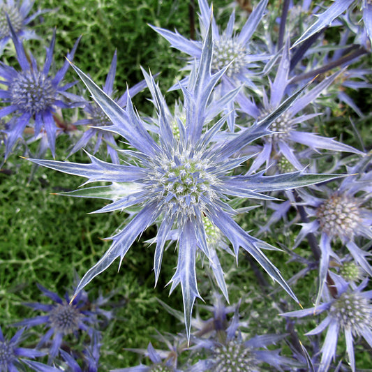 Eryngium 'Picos Amethyst'