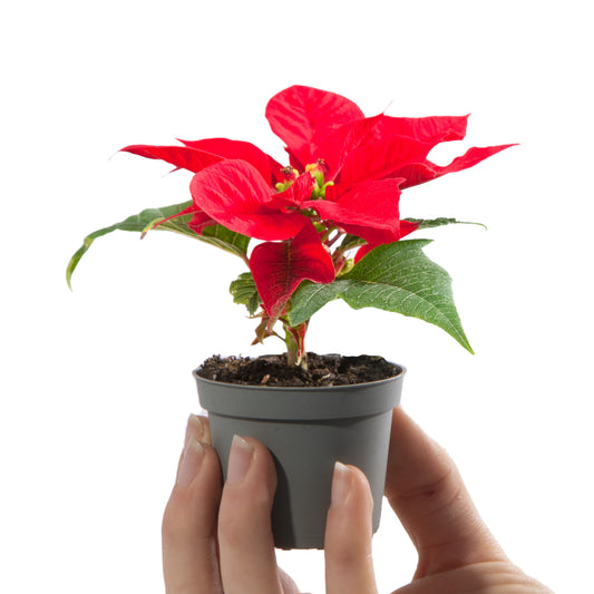 Red Baby Poinsettia