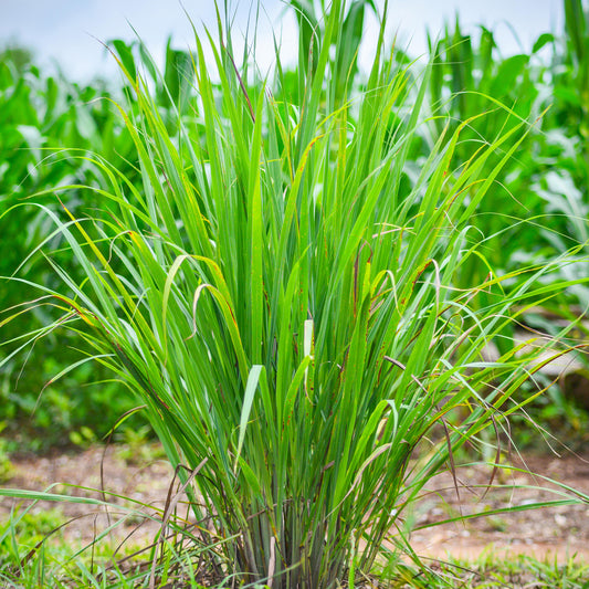 Carex 'JS Greenwell'