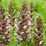 Acanthus 'White Lips'