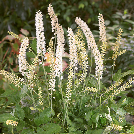 Actaea 'White Pearl'