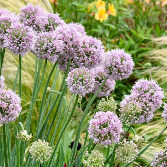 Allium 'Bubble Bath'