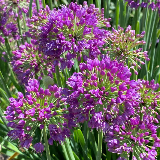 Allium 'Lavender Bubbles'