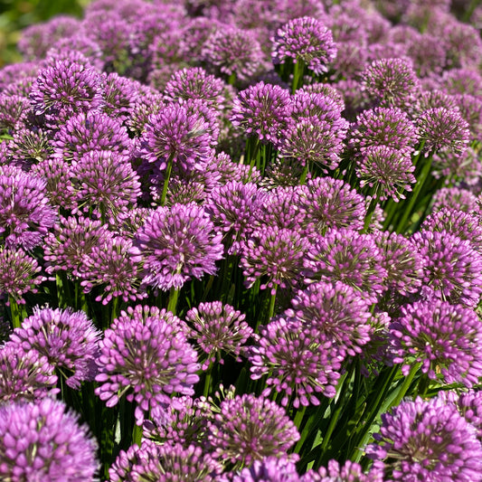 Allium 'Millenium'