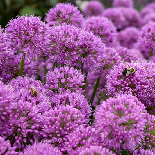 Allium 'Serendipity'