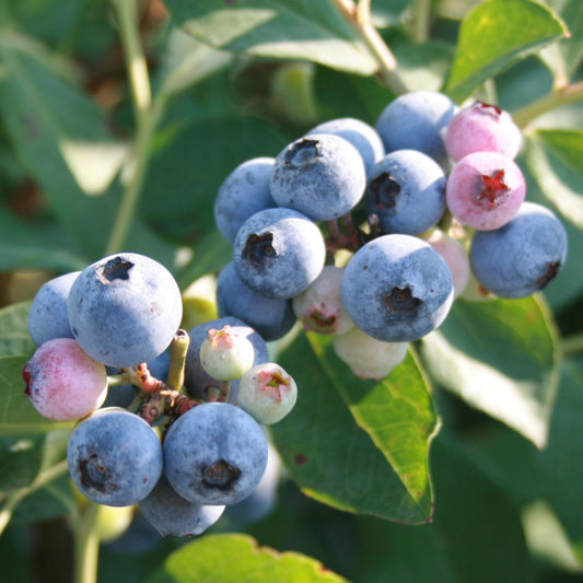 Blueberry 'Legacy'