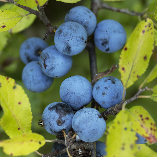 Blueberry 'Little Blue Wonder'