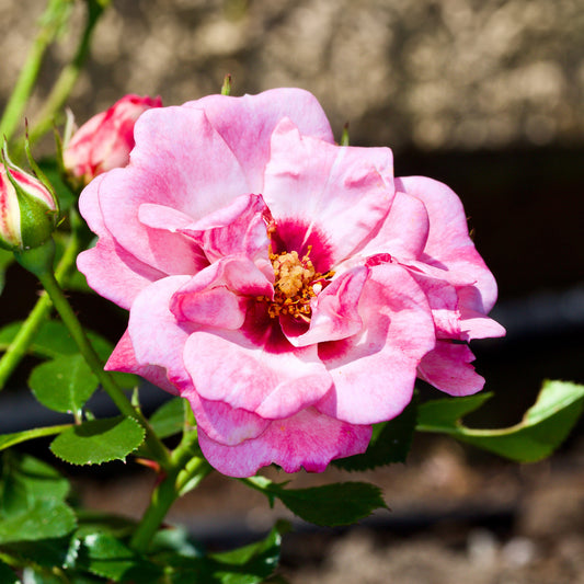 Rosa 'Angel Eyes'