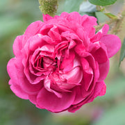 Rosa 'Belles Rives'